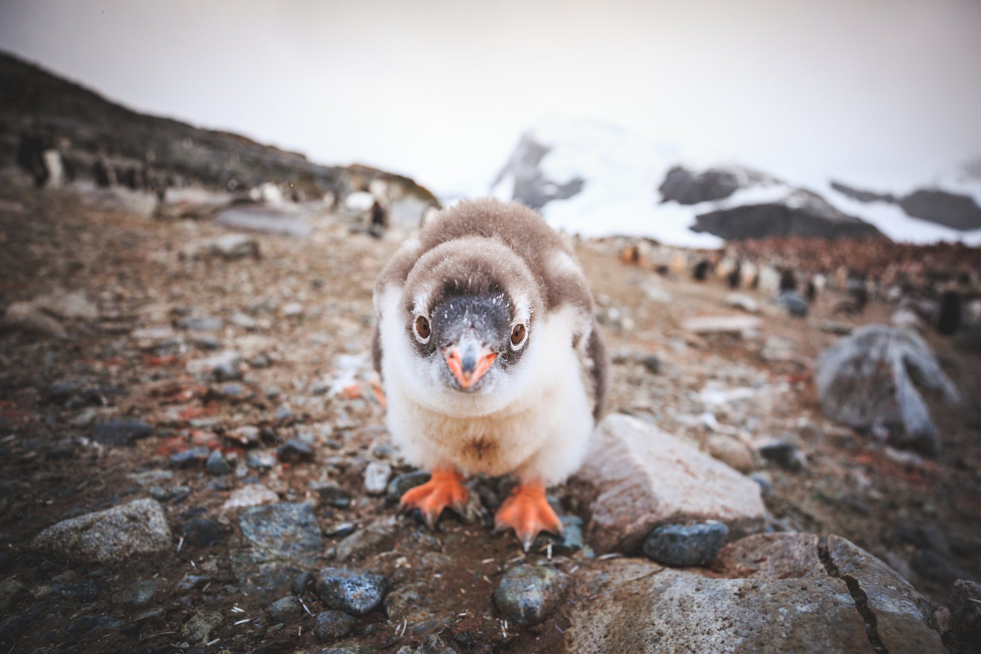polar travel