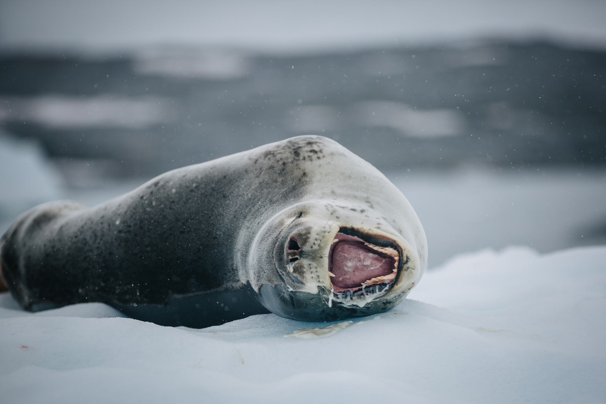 antarctic studies