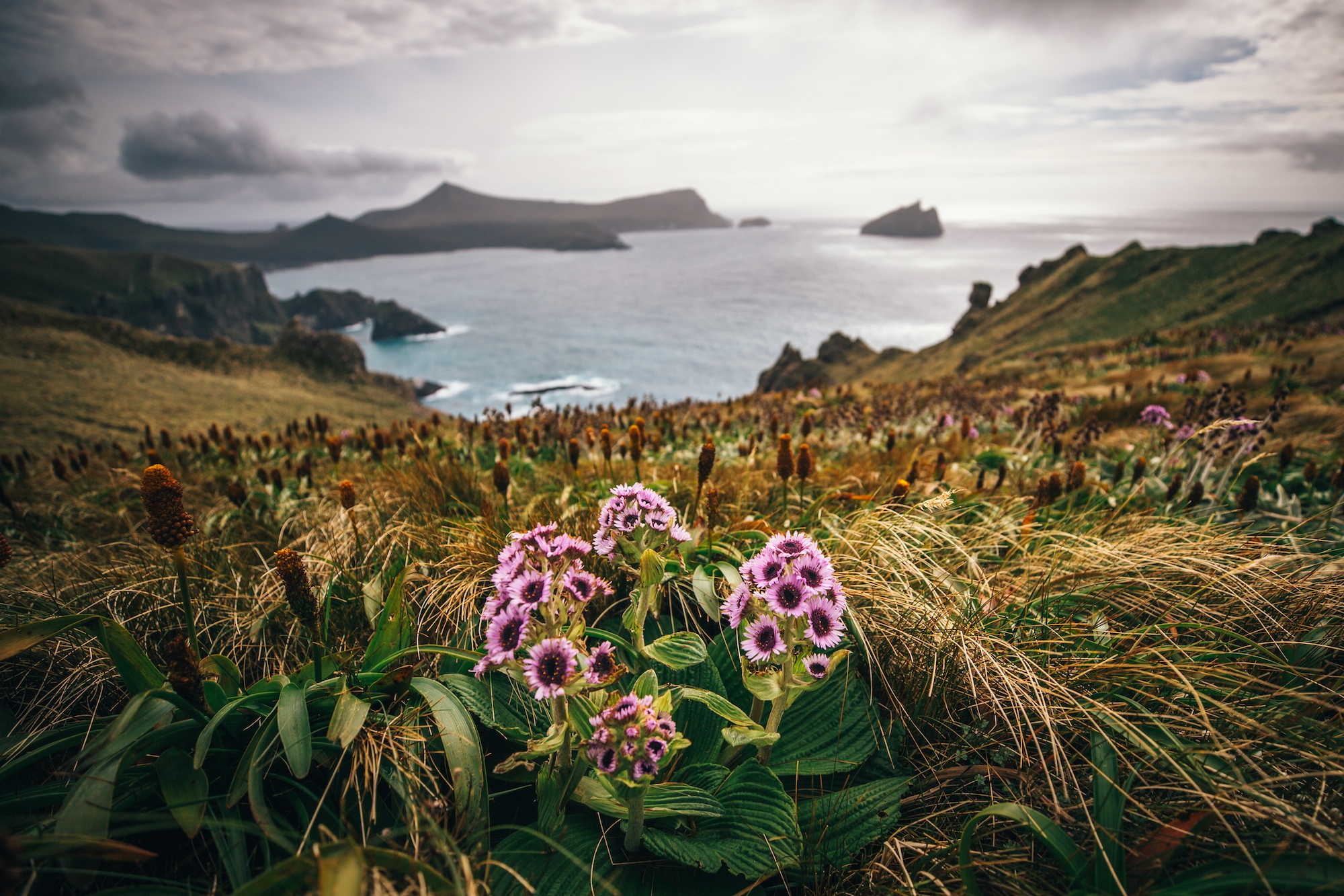 campbell island