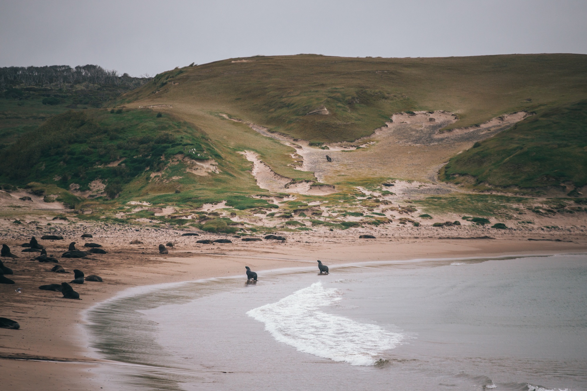 auckland islands travel