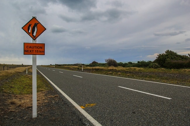 New Zealand expat