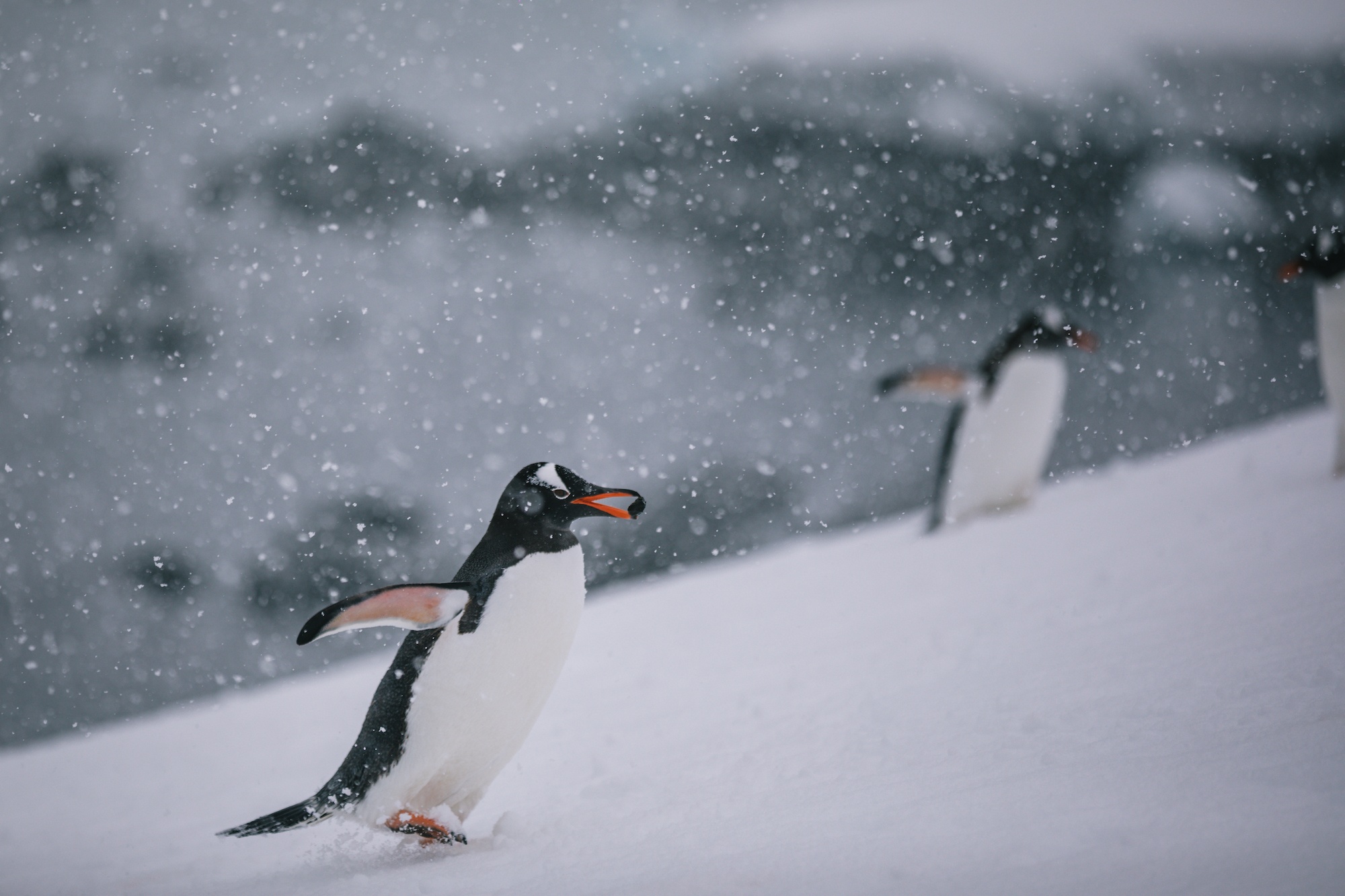 antarctica photos