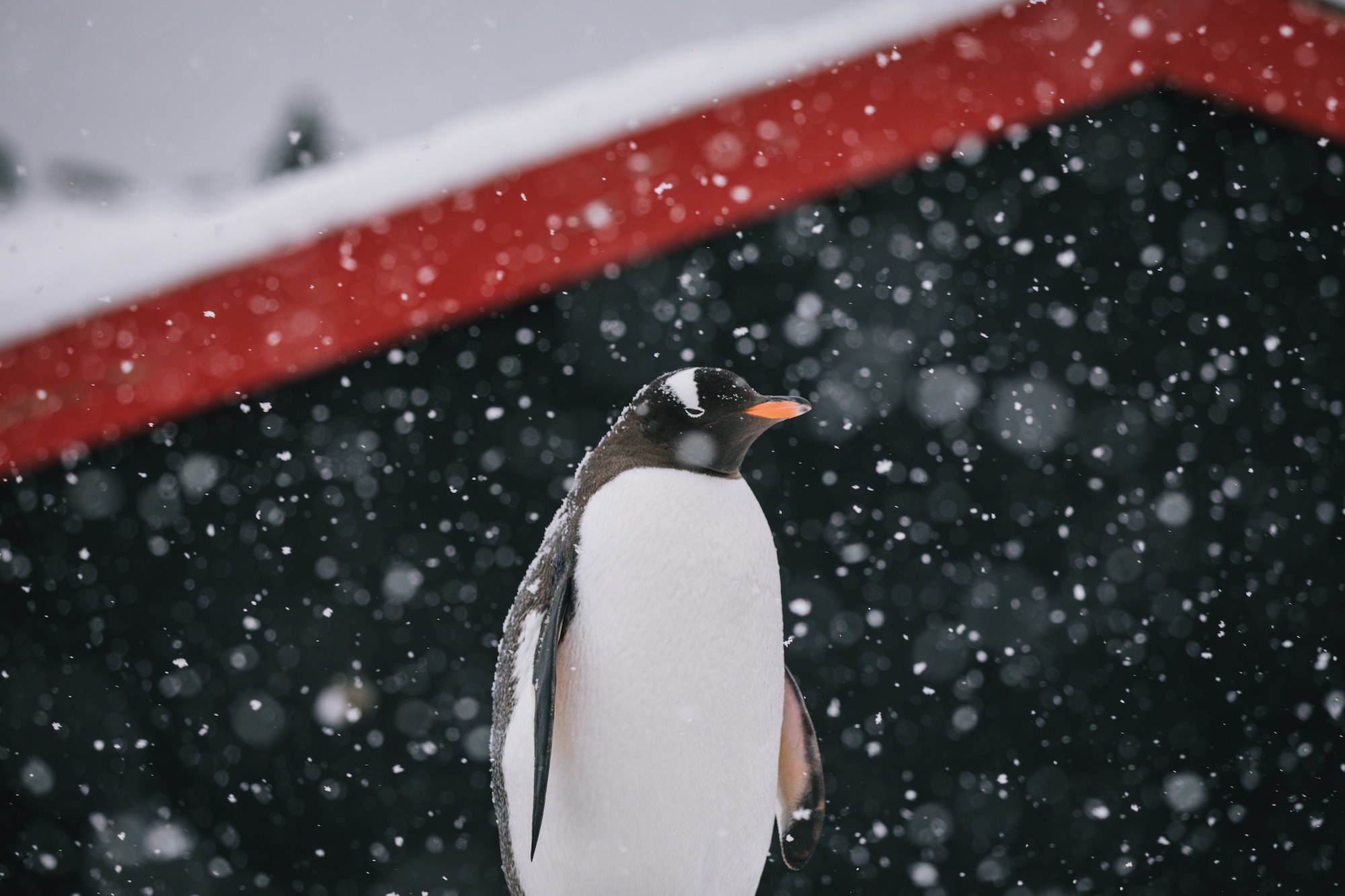 polar travel